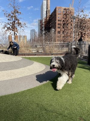 Domino Park Dog Run