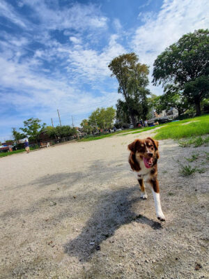 Dyker Beach Dog Run