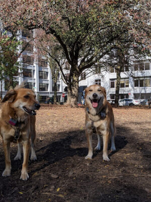 Hillside Dog Park