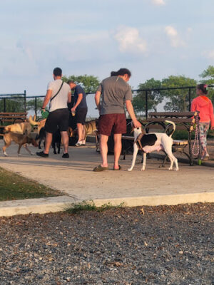 Manhattan Beach Dog Run
