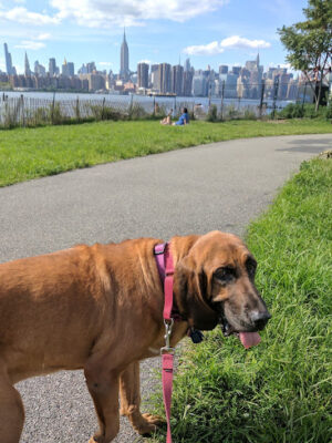 Marsha P. Johnson State Park