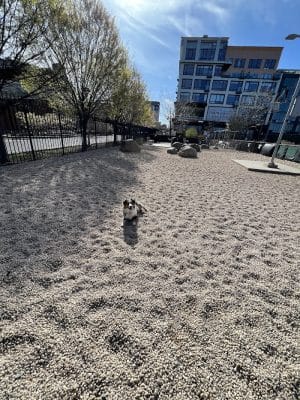 Marsha P. Johnson State Park Dog Run