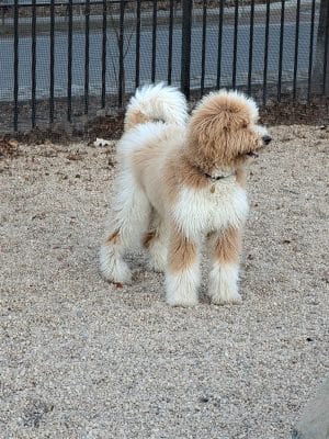 Marsha P. Johnson State Park Dog Run