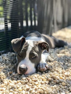 Marsha P. Johnson State Park Dog Run