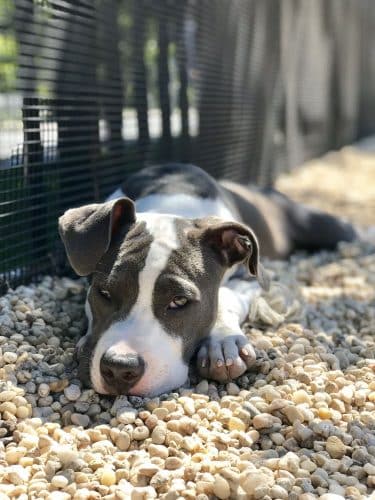 Marsha P. Johnson State Park Dog Run