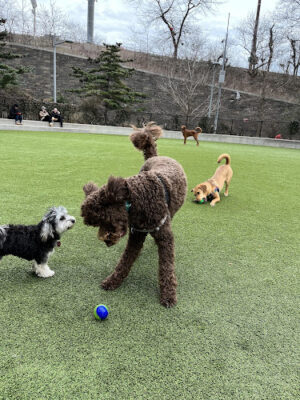 Pier 6 Dog Run