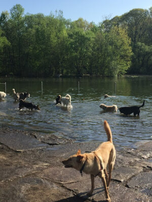 Prospect Park Dog Beach