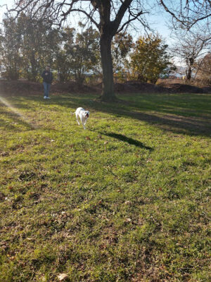 Shore Road Park