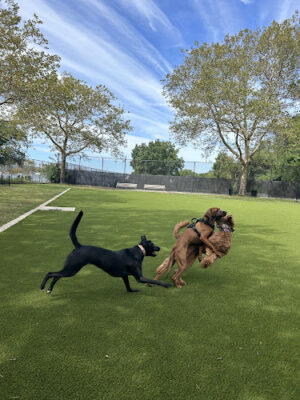 Frank Decolvenaere Dog Run