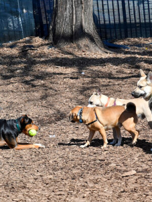 Herbert Von King Park Dog Run