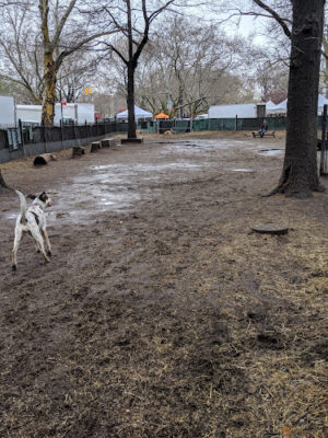 McCarren Park Dog Run
