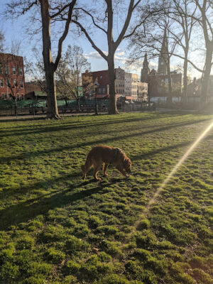 Msgr. McGolrick Park