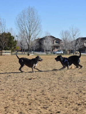 Broomfield Commons Dog Park