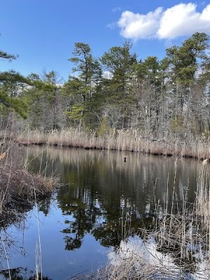 Lake of the Woods