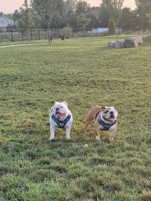 Cardinal Bark Park