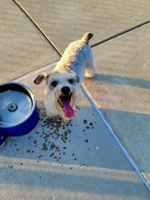 Cardinal Bark Park