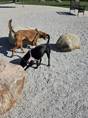 Cardinal Bark Park