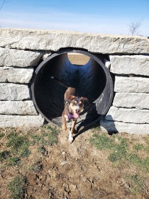 Cardinal Bark Park