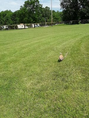 Brownstown Public Park