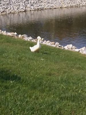 Brownstown Public Park