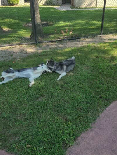 Brownstown Dog Park - Brownstown Township,