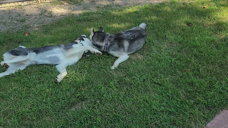 Brownstown Dog Park - Brownstown Township,