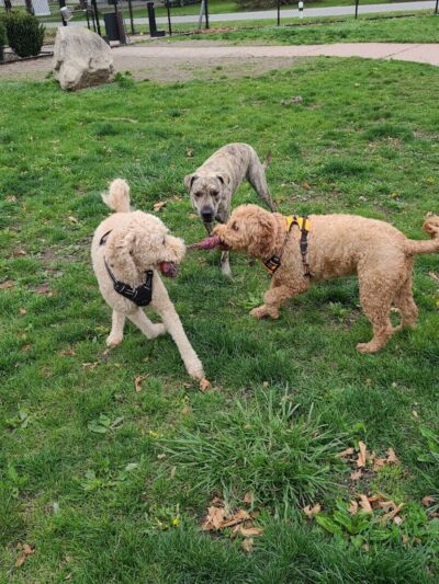 Brownstown Dog Park - Brownstown Township,
