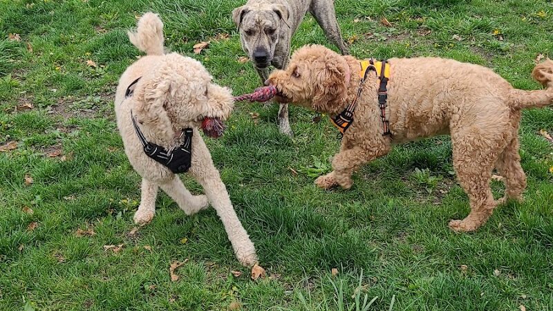 Brownstown Dog Park - Brownstown Township,