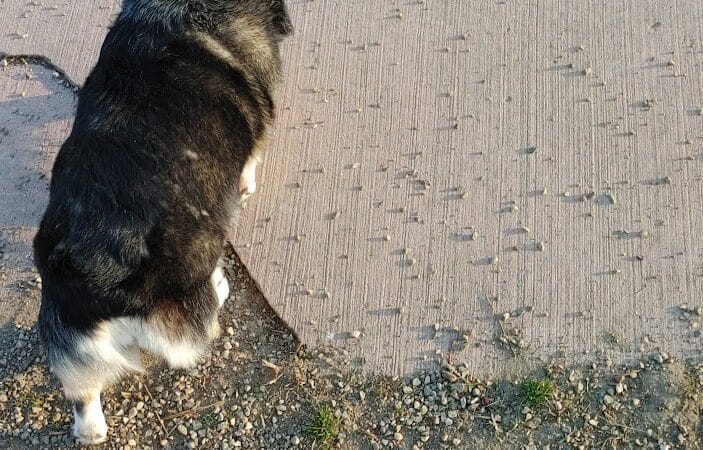 Brownstown Dog Park - Brownstown Township,