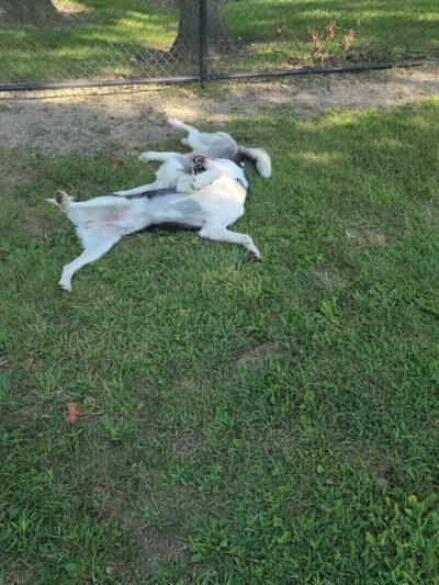 Brownstown Dog Park - Brownstown Township,