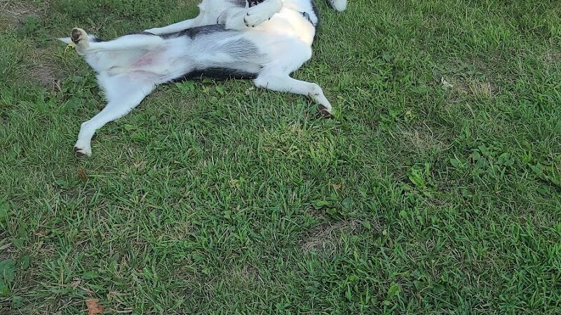 Brownstown Dog Park - Brownstown Township,