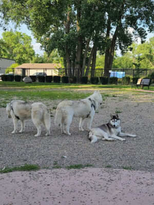 Brownstown Dog Park