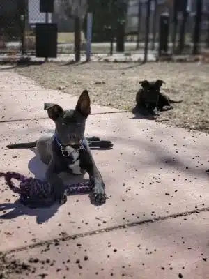 Brownstown Dog Park