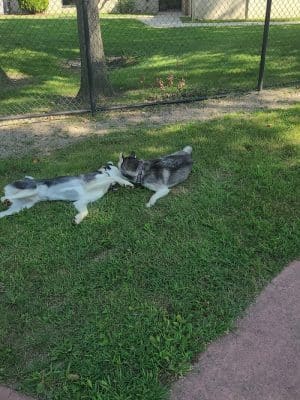 Brownstown Dog Park