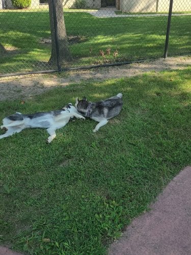 Brownstown Dog Park