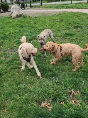 Brownstown Dog Park