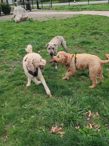 Brownstown Dog Park