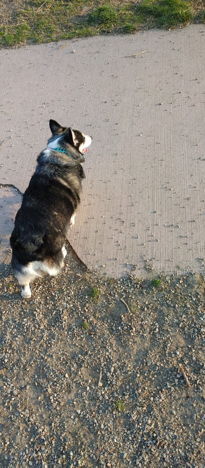 Brownstown Dog Park - Brownstown Township, MI