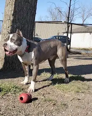 Brownstown Dog Park