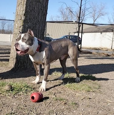 Brownstown Dog Park