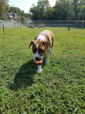 Brunswick Dog Park
