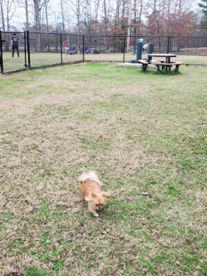 Bark Park
