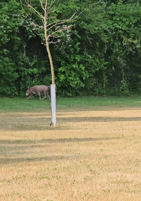 Field of Dreams Dog Park
