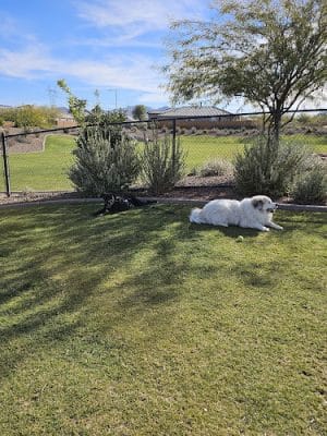 Dog Park