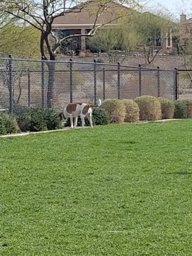 Dog Park - Buckeye, AZ
