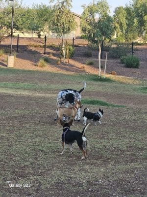 Marketside Dog Park at Verrado