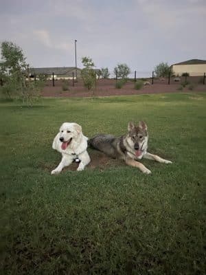 Marketside Dog Park at Verrado