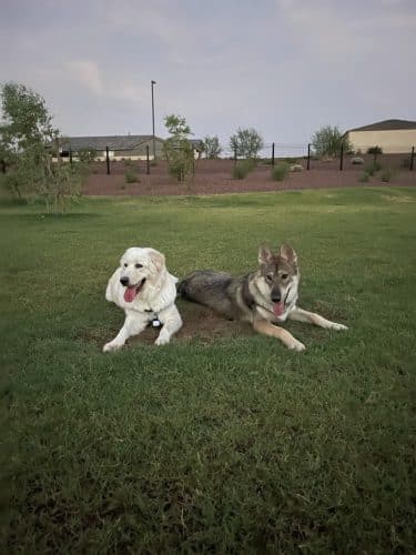 Marketside Dog Park at Verrado