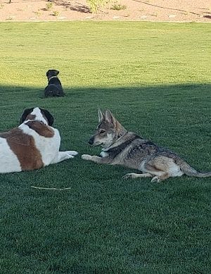 Marketside Dog Park at Verrado