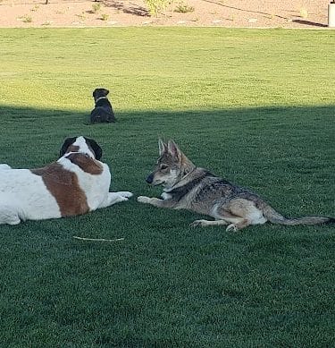 Marketside Dog Park at Verrado